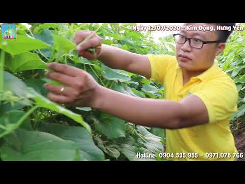 Video: Cách Cho Dưa Chuột ăn Trong Ruộng Trống Nếu Lá Chuyển Sang Màu Vàng Và Các Trường Hợp Khác