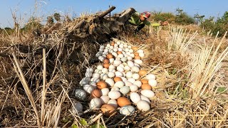 Amazing ! Move a lot of duck eggs on the straw near the base of the field