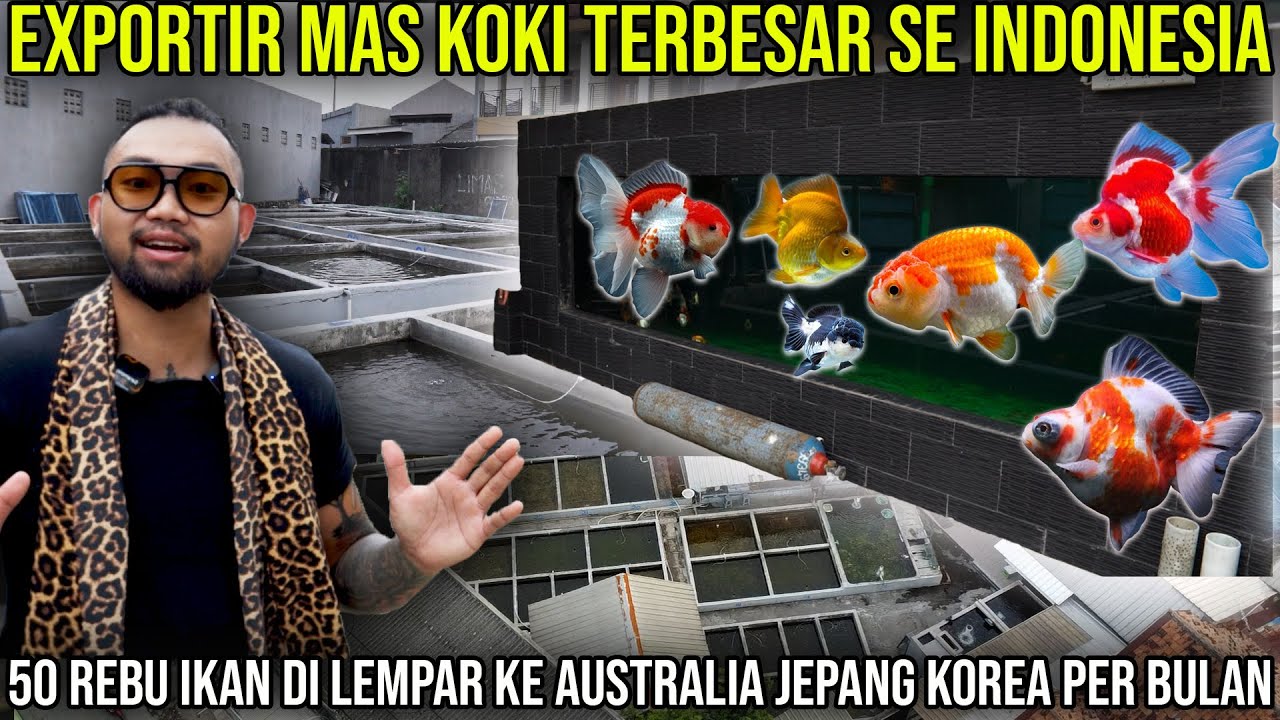 EKSPORTIR MAS KOKI TERBESAR SE INDO. 50 RB IKAN DI LEMPAR KE AUSTRALIA JEPANG KOREA PERBULAN. LIMAS