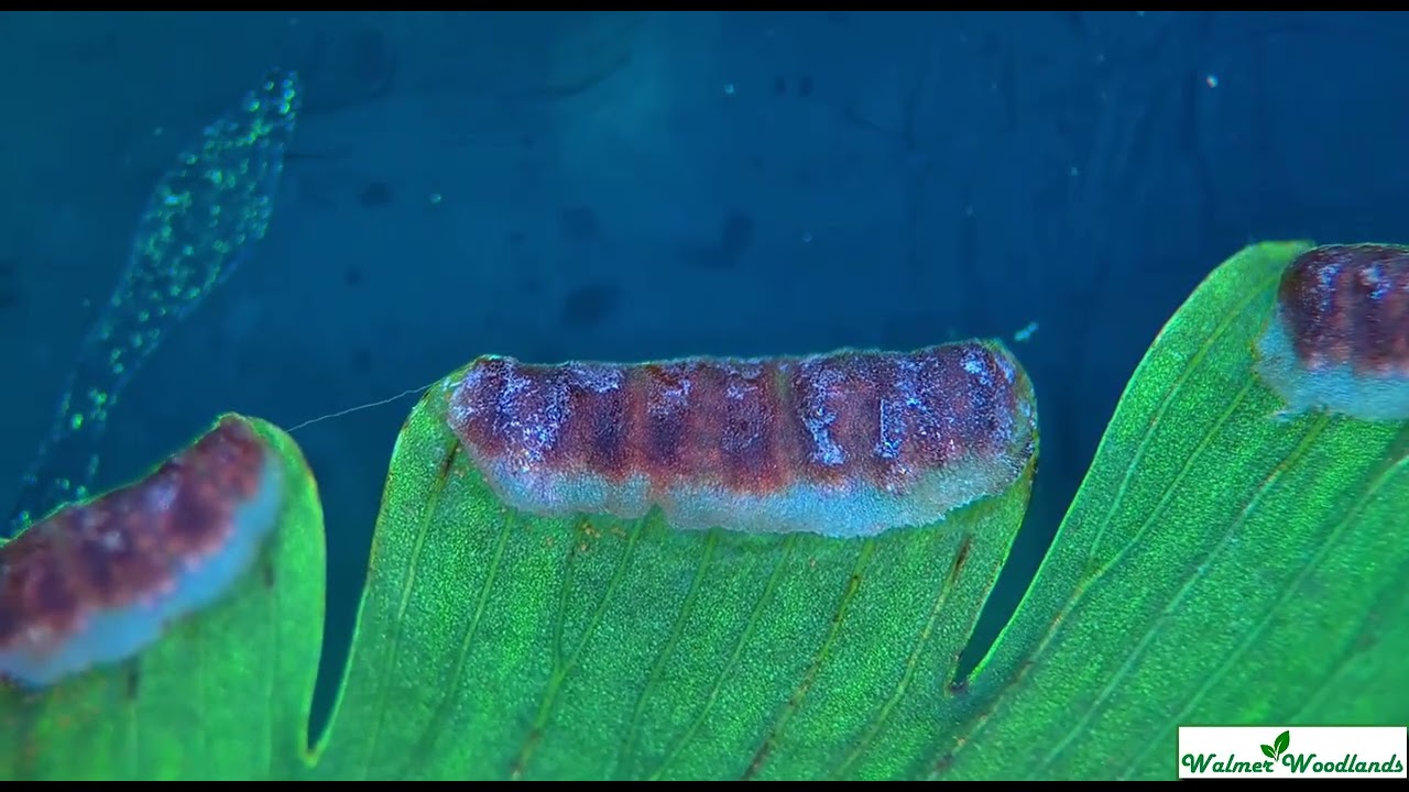 Northern maidenhair fern false indusium opening and sporangia releasing spore