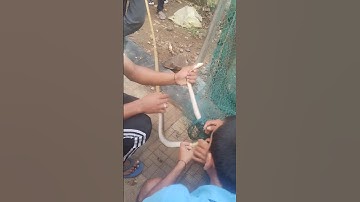 most venomous snake 🐍 #viral #snake #snakesofinstagram #snakes  #reptiles #reptilesofinstagram