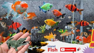 Collection of Cute Animals Videos, Crocodile, Danio Fish, Sumatran Fish, Molly fish, Mushroom