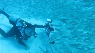 Diving with schools of fish in the Sea of Cortez, Mexico