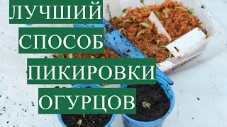 ⁣Лучший Способ Пикировки Огурцов. Крепкая Рассада - Богатый Урожай!