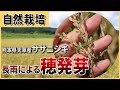 【穂発芽!?】熊本県天草産ササニシキの長雨による穂発芽（自然栽培米専門店ナチュラルスタイル）
