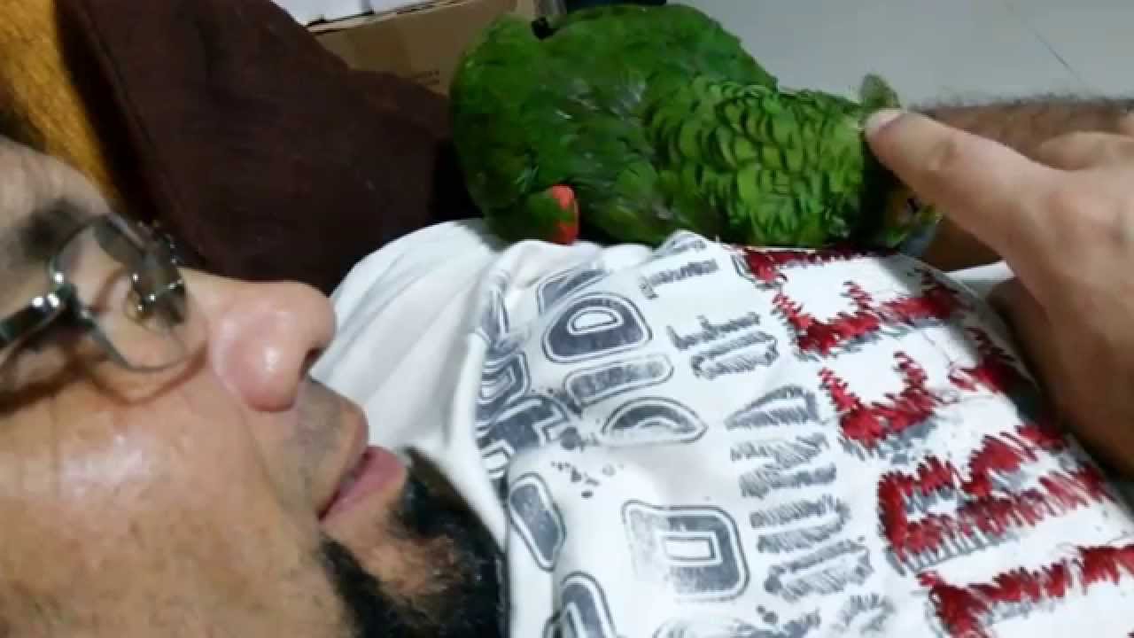 Papagaio manhoso part 2 / Parrot sly Part 2 
