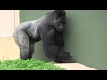 シャバーニ家族 546 Shabani family gorilla