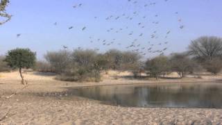 Sandgrouse coming to drink  Botswana