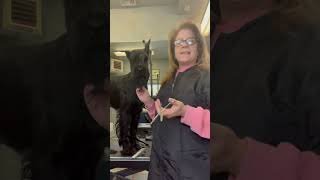 Head grooming on a Giant Schnauzer