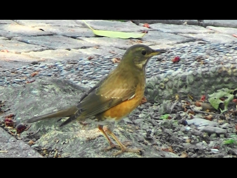 Brown-headed Thrush_ finding food on the sidewalk. 
