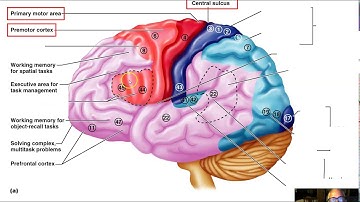 Ch 12 Part 1 Anatomy of the Cerebrum