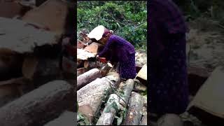 big tree cutting video