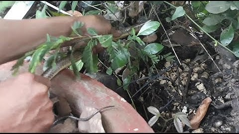 A. Tý Bắt rắn khủng nướng mọi ngon khỏi chê | catch snake and grilled | Bông lúa Miền Tây