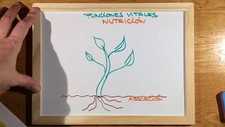 Los seres vivos: LAS PLANTAS