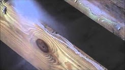 Mold contaminated floor joists
