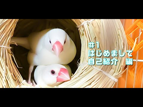 【文鳥】はじめまして、自己紹介編　javasparrow