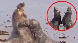 Brutal Fights Between Elephant Seals Compilation | Who Will Become Alpha Male?