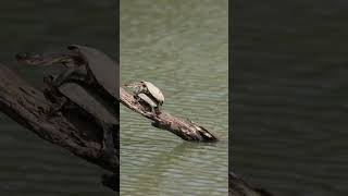 Terrapin's Waterfront Climb Sparks Intrigue