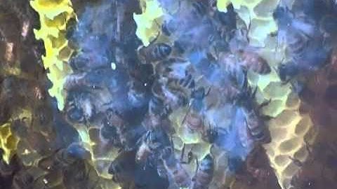 Top Bar Observation Window