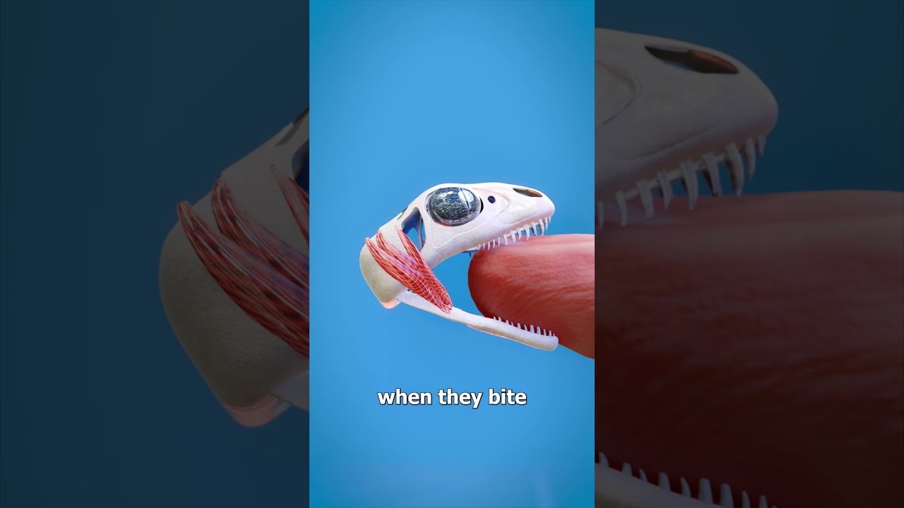 How A Lizard S Bite Locks On 