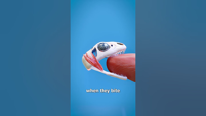 How A Lizard's Bite Locks On 😱