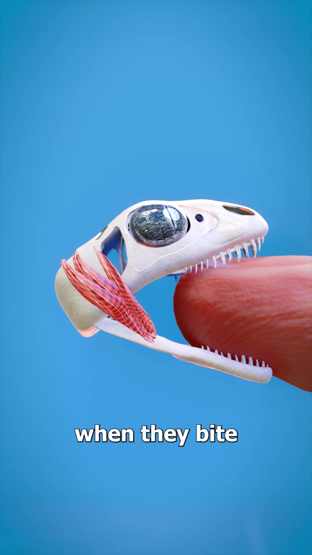 How A Lizard's Bite Locks On ?