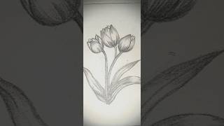Pencil Sketch of Tulip Flowers"🌷🌷 #drawing #cozynights #art