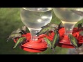 Anna's Hummingbirds At The Feeder