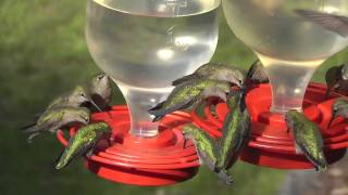 Anna's Hummingbirds At The Feeder