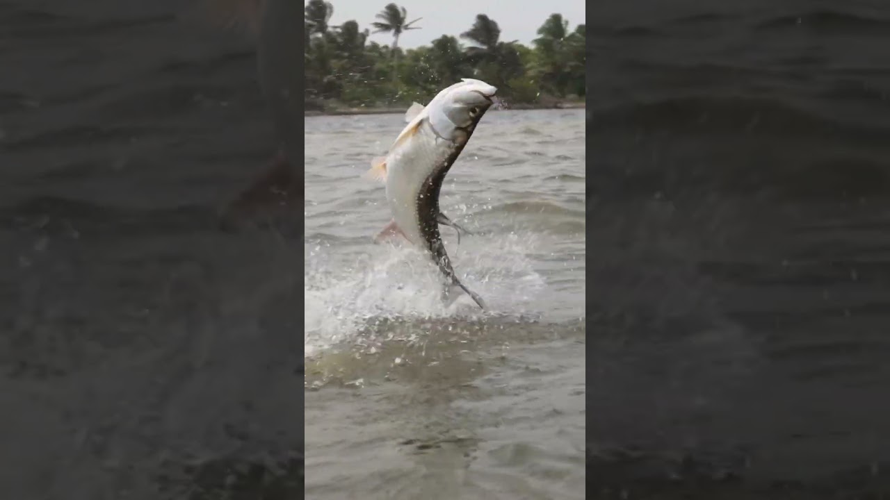 Chasing silver Credit: @elpescadorbelize  
