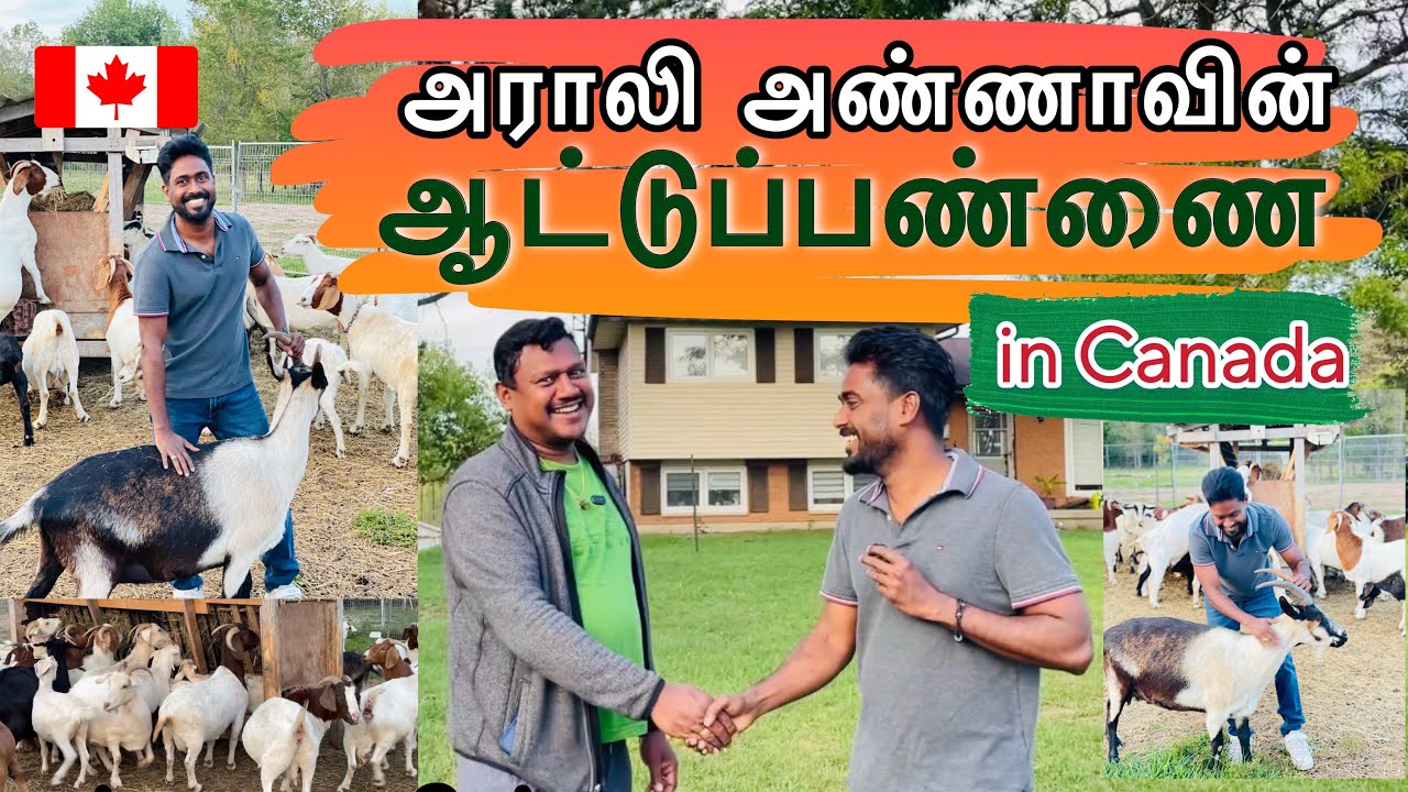 அராலி அண்ணாவின் ஆட்டுப்பண்ணை கனடாவில்|Tamil Anna’s Goat Farm in Canada 🇨🇦| 2025 
