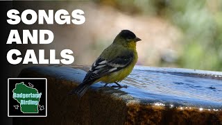 Lesser Goldfinch Song