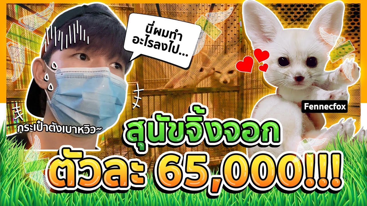 สุนัขจิ้งจอกที่ตัวเล็กที่สุดในโลก!!!🦊(Fennecfox) ตัวละ 65,000!! | Perm seji