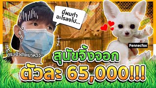 สุนัขจิ้งจอกที่ตัวเล็กที่สุดในโลก!!!🦊(Fennecfox) ตัวละ 65,000!! | Perm seji