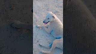 🙏funny video viral 🙏#funnyvideo #shortvideo #youtube #viralvideo #funny