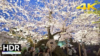 Tokyo Night Cherry Blossoms 2024 - Chidorigafuchi [4K HDR]