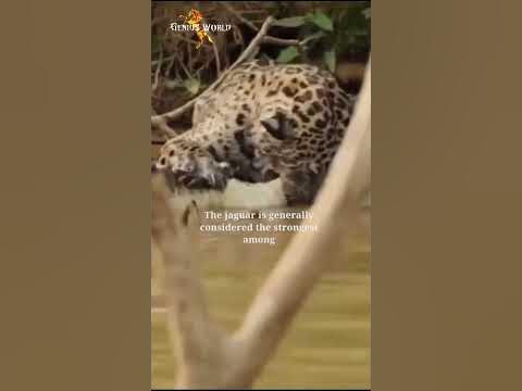 Jaguar is stronger than Cheetah and Leopard || Animal World Ep-01 Part