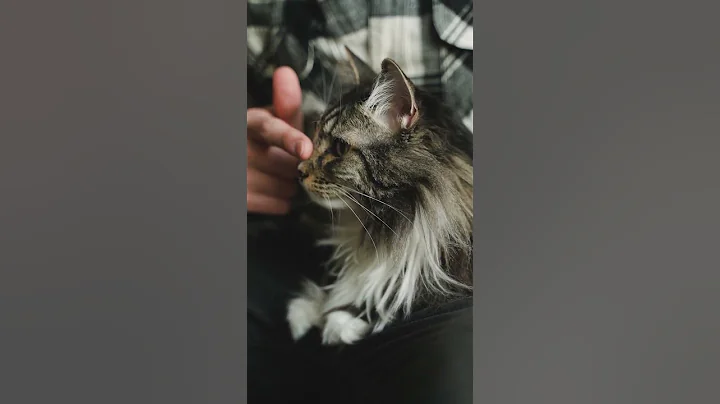 Video 11677331: maine coon meets, cat breed, gentle giant cat, royal