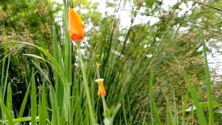 Morning california poppy timelapse ...