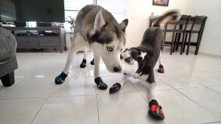 Hilarious Huskies Try On Dog Shoes For The First Time!