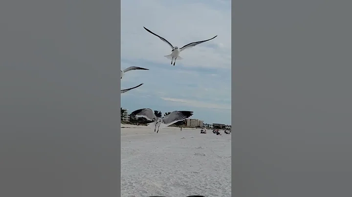 So amazing how these birds can catch food while flying!!Seagulls the food catcher!! #birds #shorts - DayDayNews