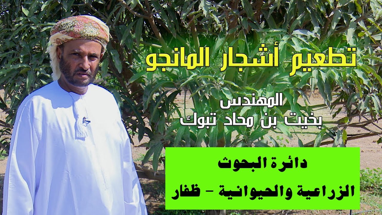 تطعيم أشجار المانجو | م. بخيت بن محاد تبوك مديرية الثروة الزراعية والسمكية مع دائرة البحوث الزراعية