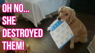 😡🐕 Service Dog Being BAD: Harlow is SORRY! 😓 (3/11/19)