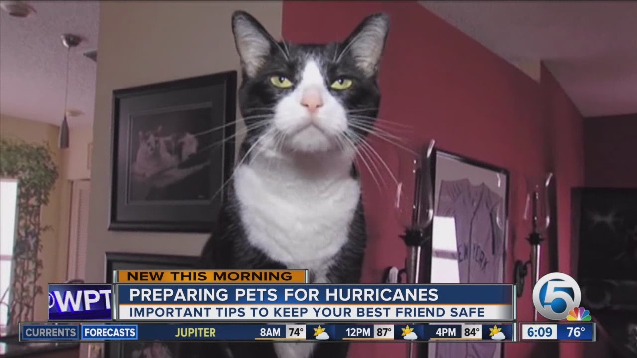 Prepare your pets for hurricane season - YouTube