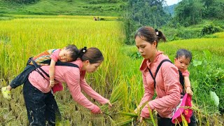 Single mother: 1 day to earn a living with her children, harvest rice for hire |Lý Ngoan