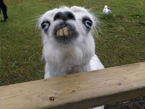 fortnite llama types - fortnite pve 8 vidov lam llamas opening 8 types  fortnite pve 8 vidov lam llamas opening 8 types - fortnite llama types