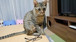 寝言でパパに怒られて困惑する子猫