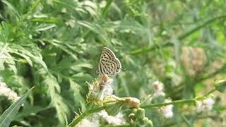 Tarucus Indica, Indian Pierrot Small Butterfly
