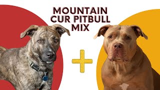 All About Mountain Cur Pitbull Mix