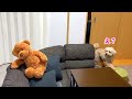大きいトイプードルのお誕生日にサプライズをしてみた!【デカプー】【トイプードルのロアくん】【toy poodle】
